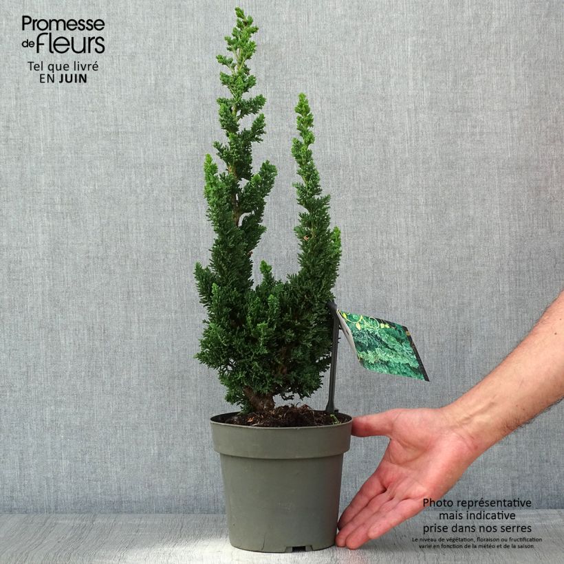 Example of Chamaecyparis lawsoniana Wissel's Saguaro - Cyprès de Lawson Pot de 2L/3L as you get in printemps