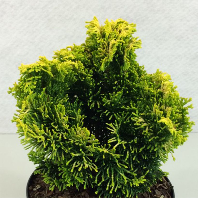 Chamaecyparis obtusa Andorra - Faux cyprès hinoki du Japon                    (Plant habit)