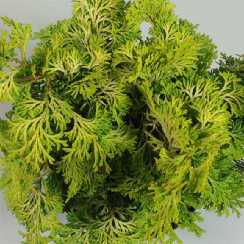 Chamaecyparis obtusa Aurea - Faux cyprès hinoki du Japon                      (Foliage)