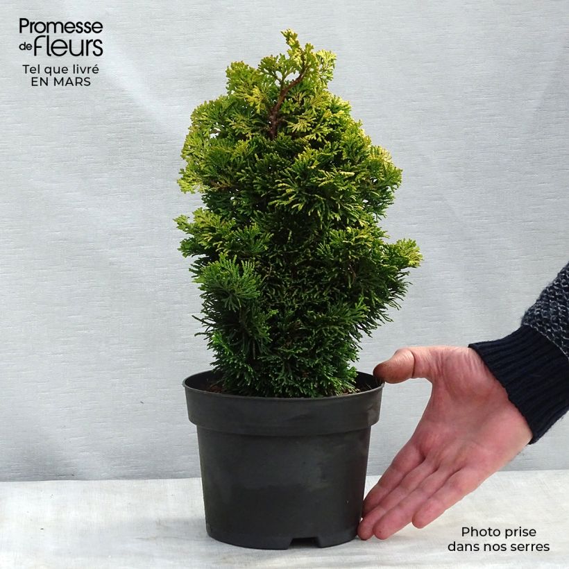 Example of Chamaecyparis obtusa Aurora - Faux cyprès hinoki du Japon nain Pot de 2L/3L as you get in printemps