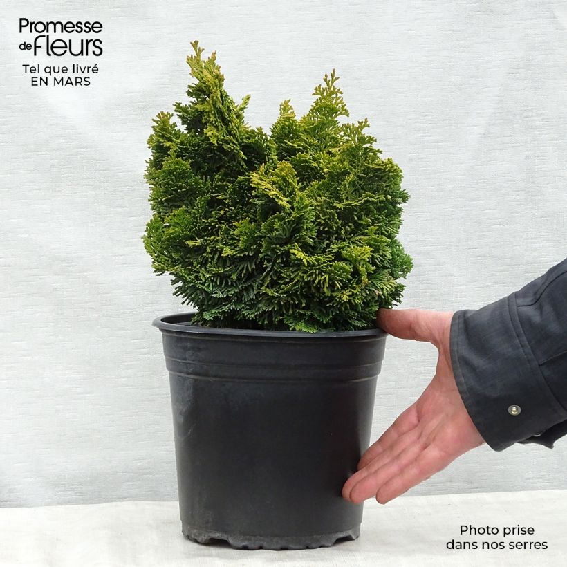 Example of Chamaecyparis obtusa Aurora - Faux cyprès hinoki du Japon nain Pot de 4L/5L as you get in printemps