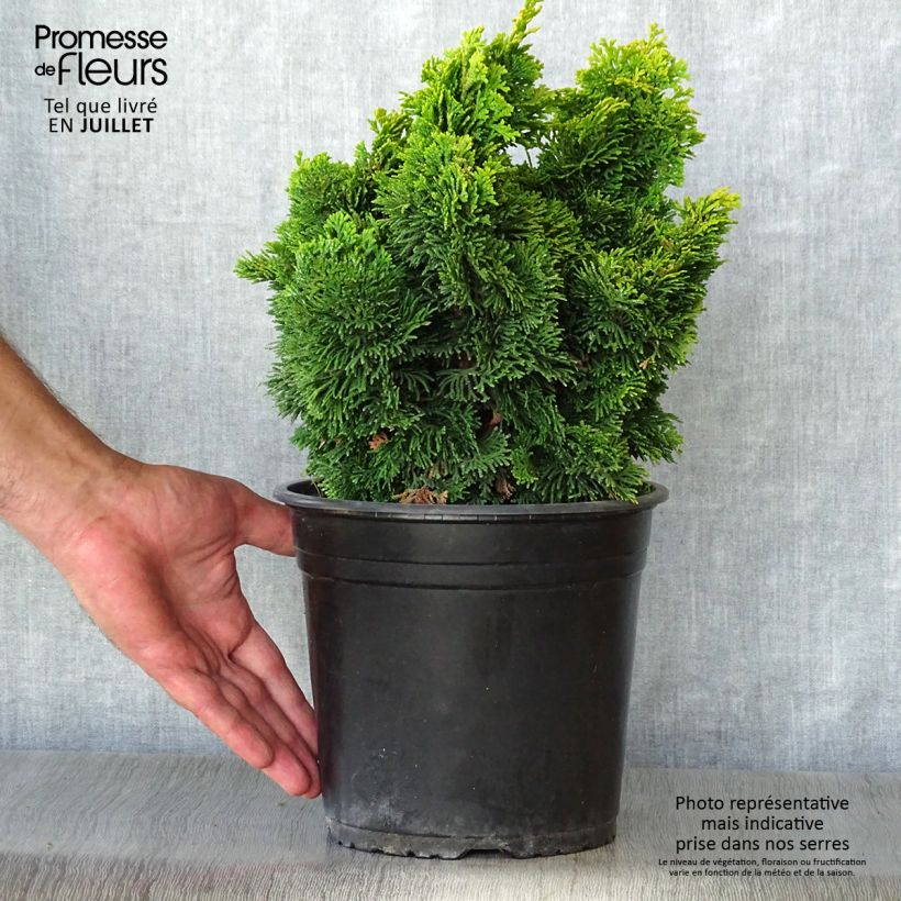 Spécimen de Chamaecyparis obtusa Aurora - Faux cyprès hinoki du Japon nain Pot de 4L/5L tel que livré en été