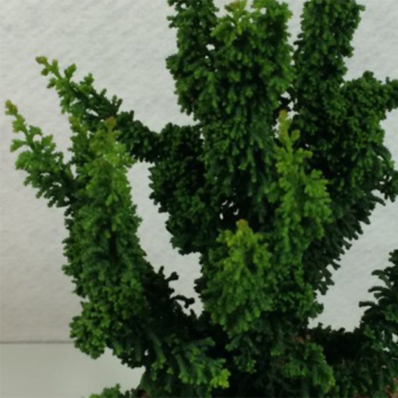 Faux cyprès du Japon - Chamaecyparis obtusa Chirimen (Foliage)