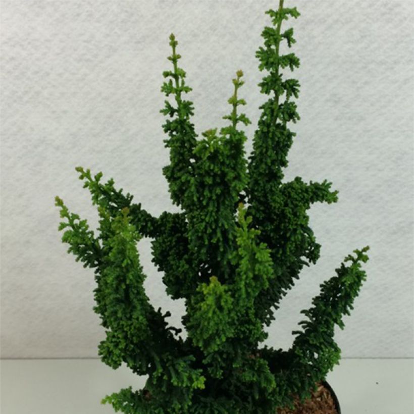 Faux cyprès du Japon - Chamaecyparis obtusa Chirimen (Plant habit)
