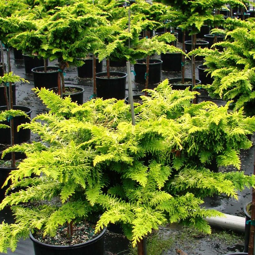 Cyprès hinoki du Japon - Chamaecyparis obtusa Fernspray Gold (Plant habit)