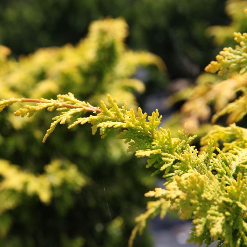 Cyprès hinoki du Japon - Chamaecyparis obtusa Fernspray Gold (Foliage)
