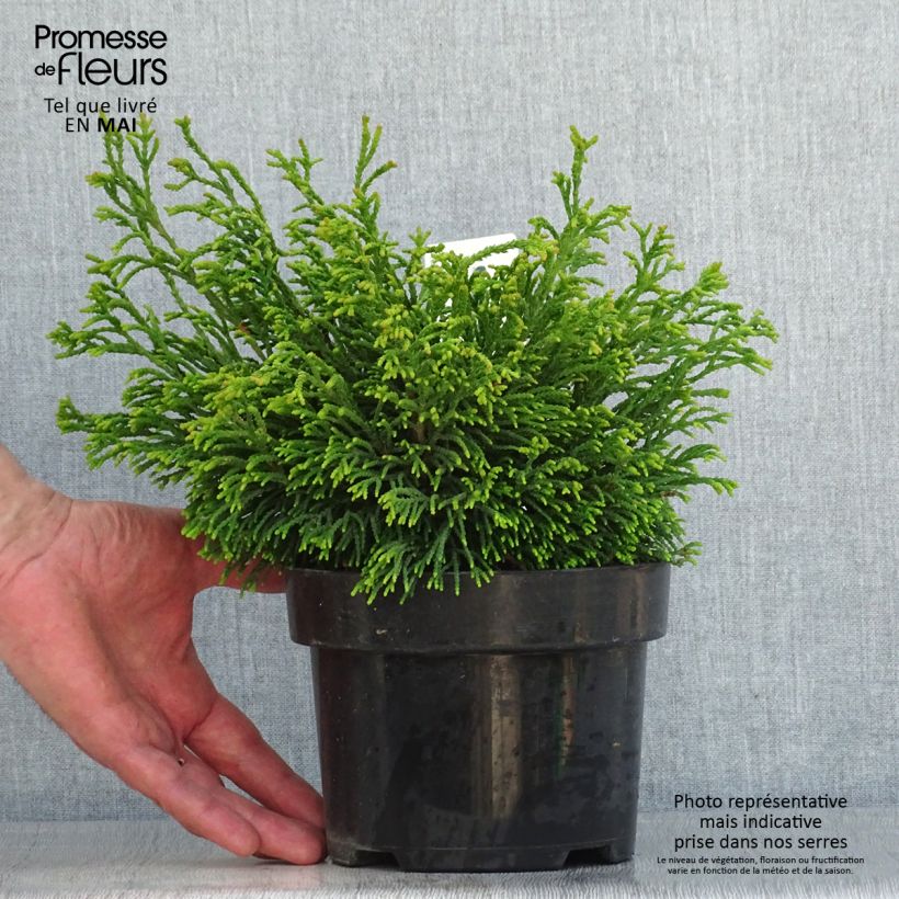 Example of Chamaecyparis obtusa Gitte - Faux cyprès hinoki du Japon nain                     Pot de 2L/3L as you get in printemps