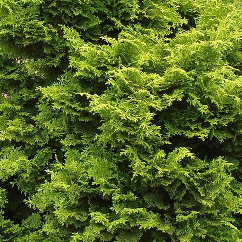 Faux cyprès du Japon - Chamaecyparis obtusa Gold Drop -                   (Foliage)