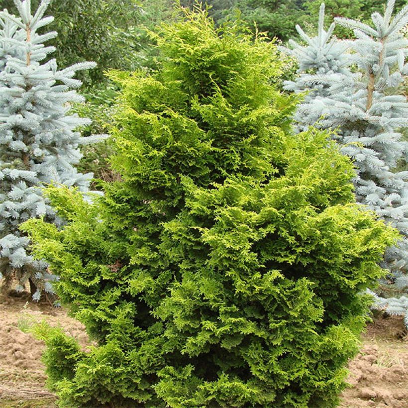 Faux cyprès du Japon - Chamaecyparis obtusa Gold Drop -                   (Plant habit)
