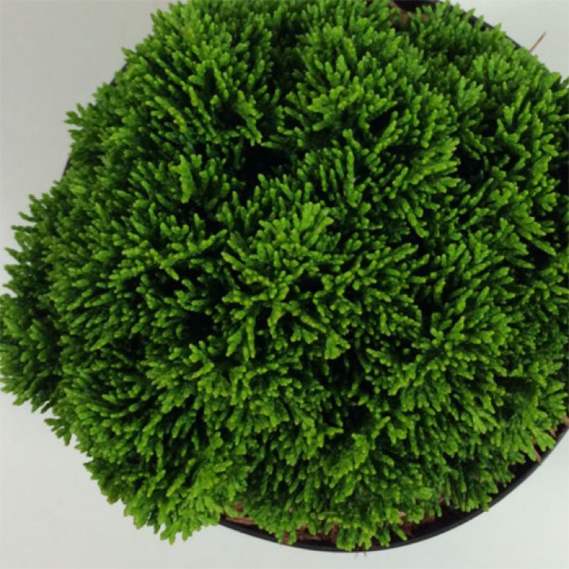 Faux cyprès du Japon - Chamaecyparis obtusa Juniperoides               (Foliage)