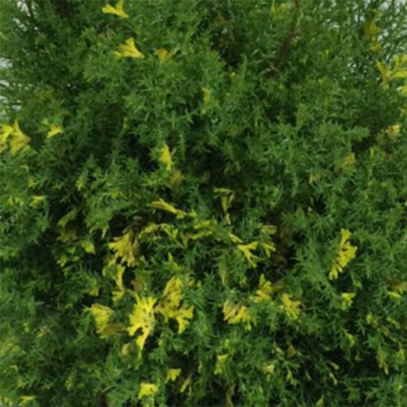 Faux cyprès du Japon - Chamaecyparis obtusa Saffron Spray -               (Foliage)