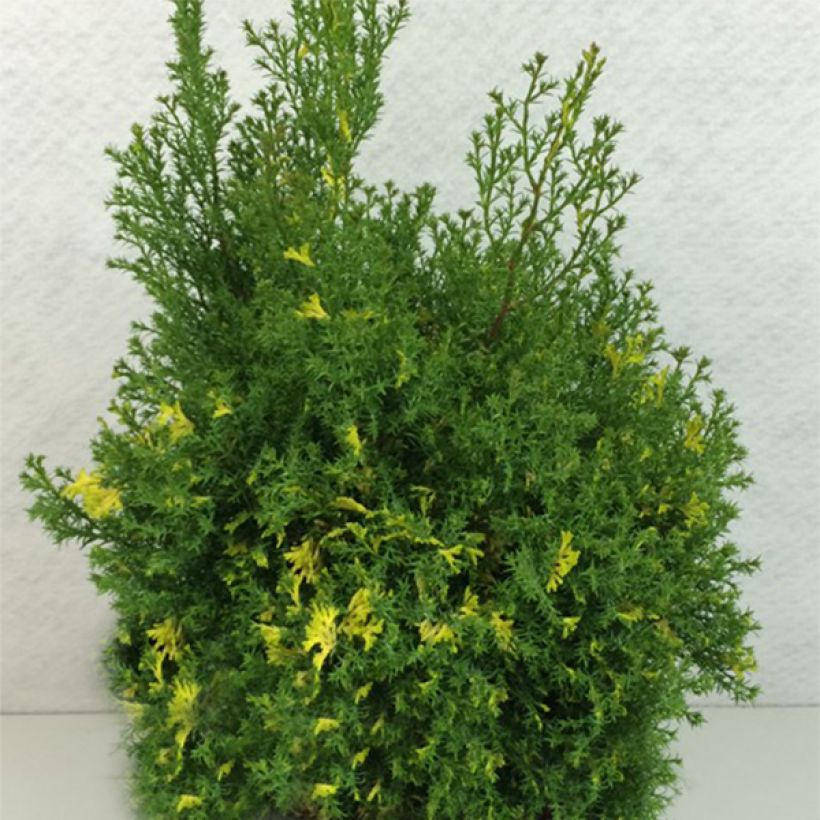 Faux cyprès du Japon - Chamaecyparis obtusa Saffron Spray -               (Plant habit)