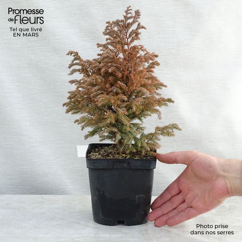 Example of Chamaecyparis pisifera Boulevard - Cyprès Sawara   Pot de 2L/3L as you get in printemps