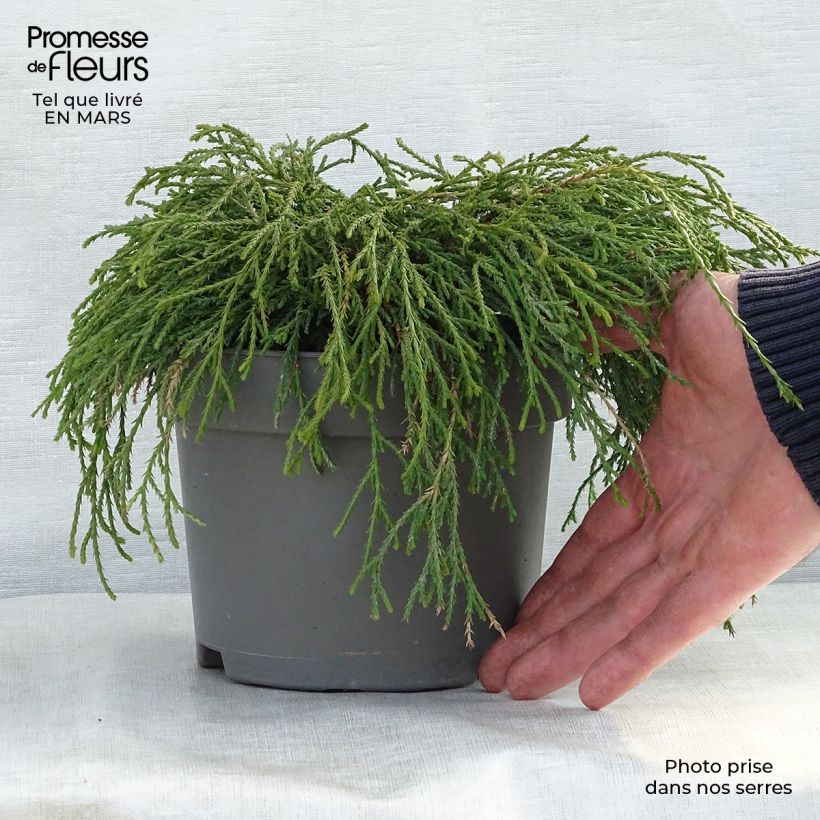 Example of Chamaecyparis pisifera Filifera Nana - Cyprès Sawara             Pot de 2L/3L as you get in printemps