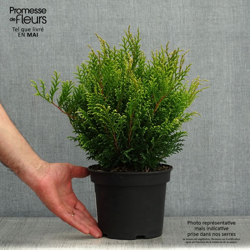 Spécimen de Chamaecyparis pisifera Filip's Happy Day - Cyprès Sawara         Pot de 2L/3L tel que livré au printemps