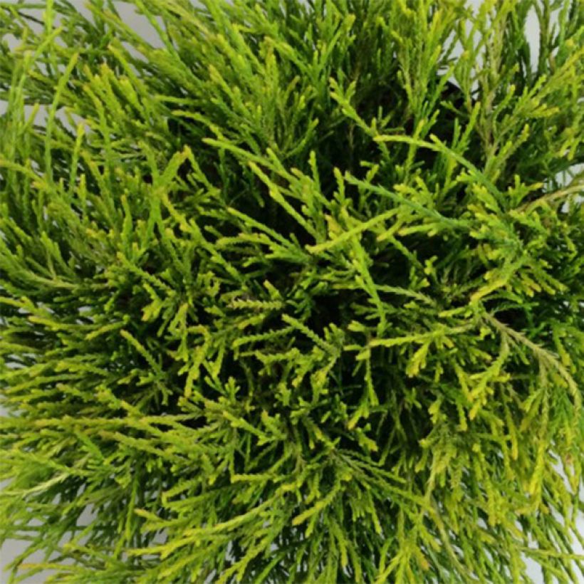 Chamaecyparis pisifera Kaatje - Cyprès Sawara                   (Foliage)