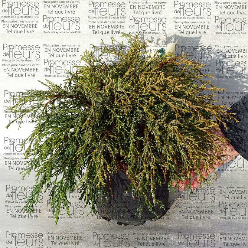 Example of Chamaecyparis pisifera Kaatje - Cyprès Sawara                   Pot de 2L/3L as you get