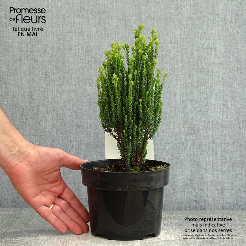 Example of Chamaecyparis thyoides Blue Rock Pot de 2L/3L as you get in printemps