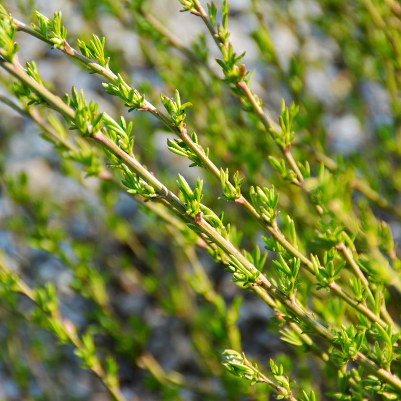 Chamaecytisus purpureus - Genêt pourpre (Feuillage)