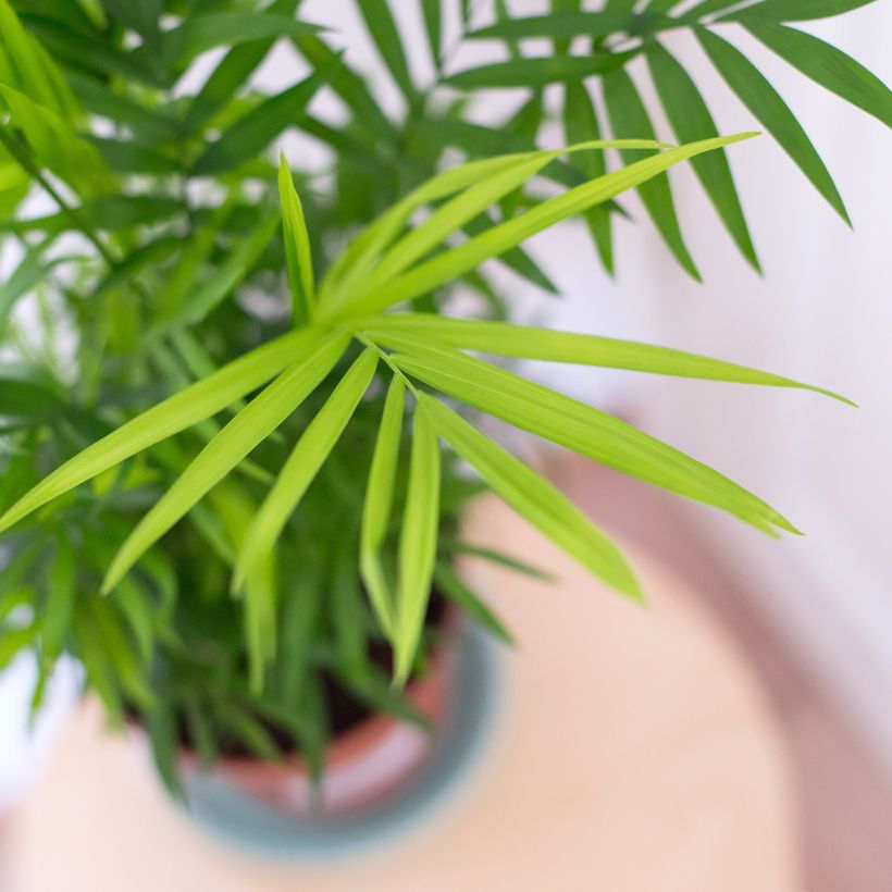 Chamaedorea elegans - Palmier nain d'appartement (Foliage)