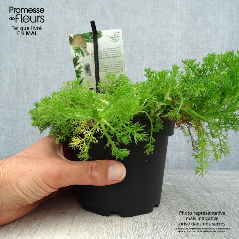 Spécimen de Chamaemelum nobile Flore Pleno Pot de 1,5L/2L tel que livré au printemps