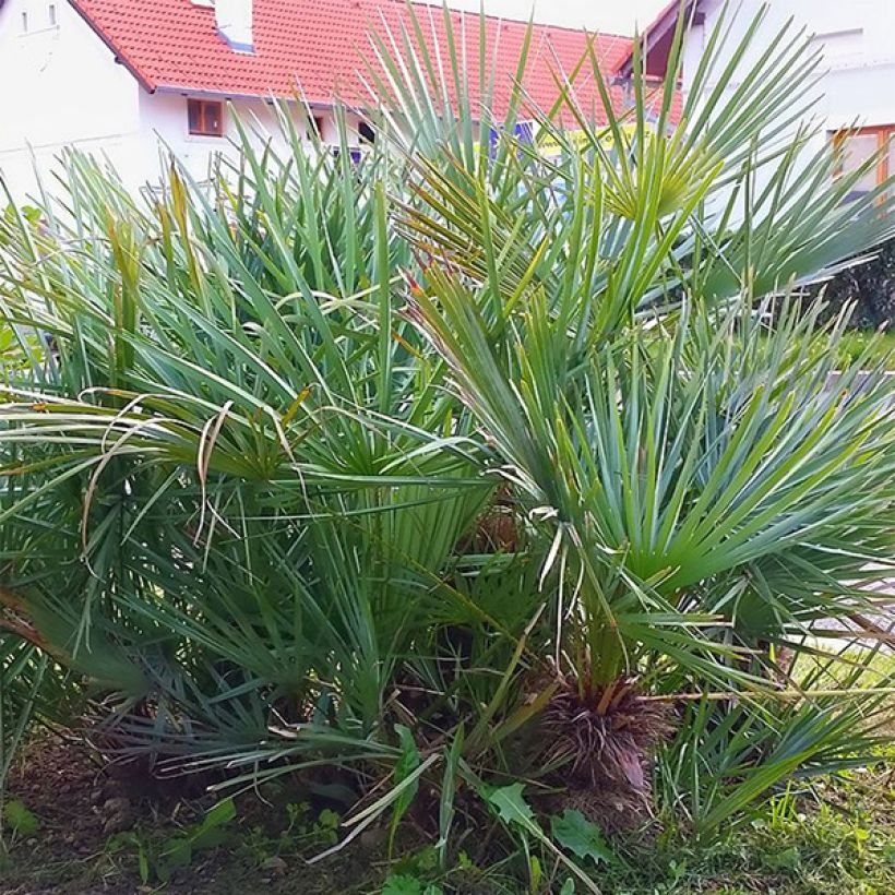 Chamaerops humilis cerifera - Palmier nain bleuté (Foliage)