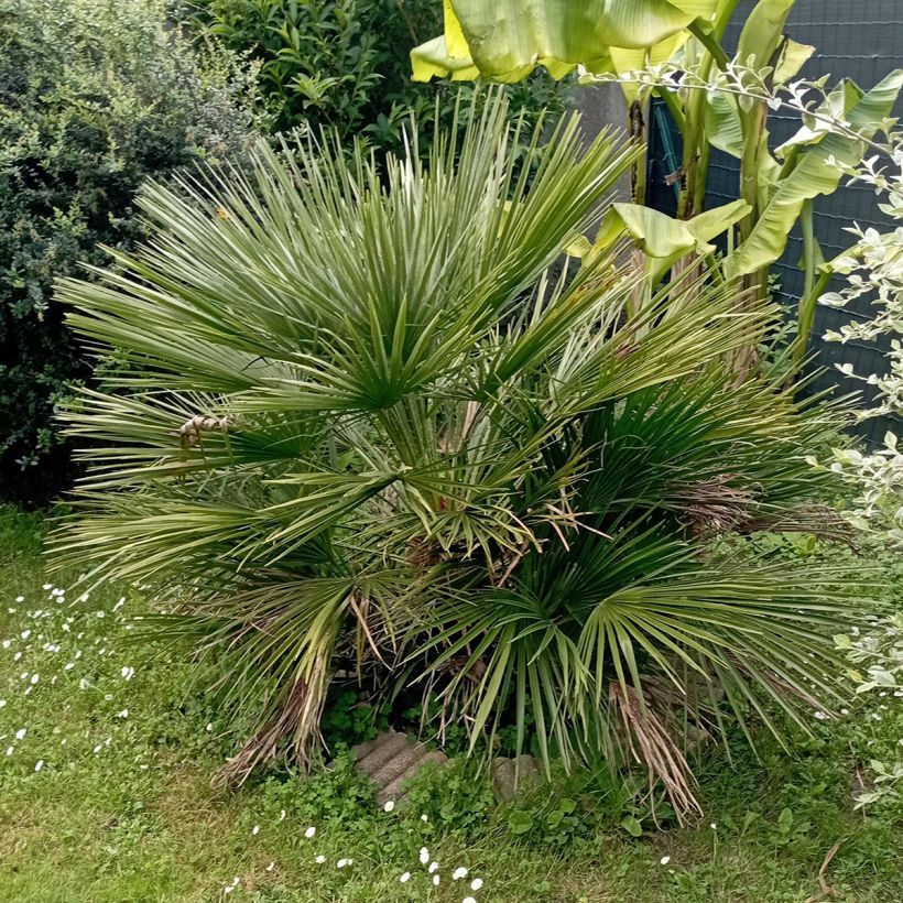 Chamaerops humilis Compacta - Palmier nain (Plant habit)