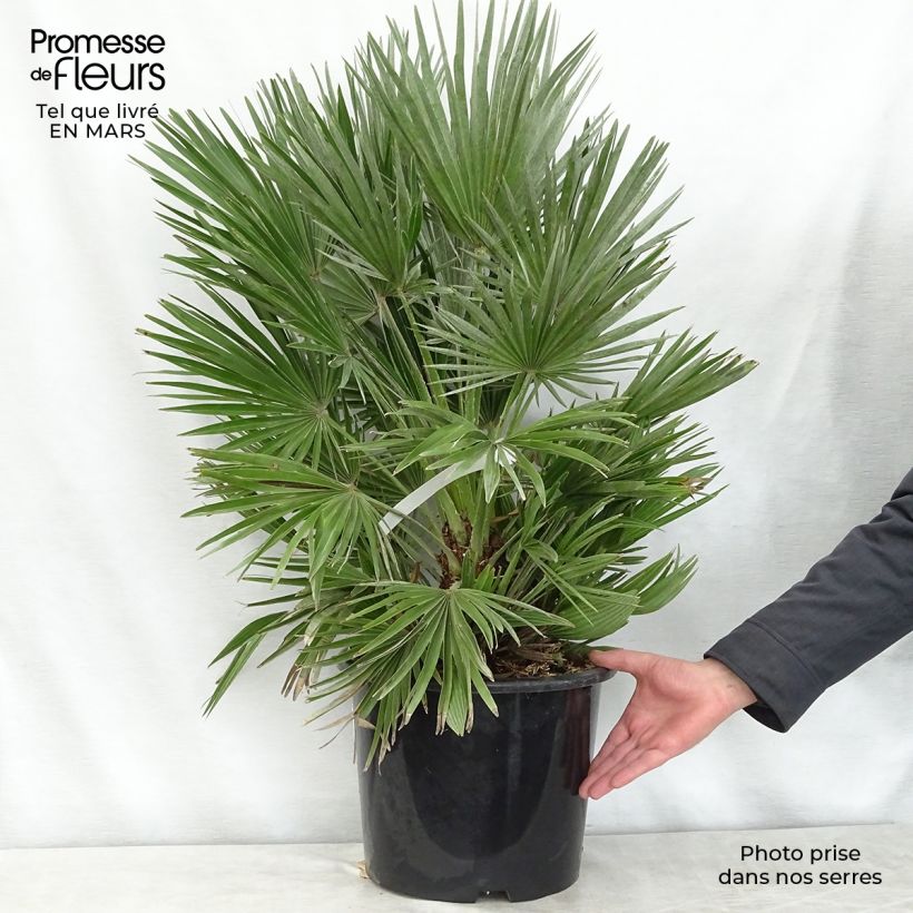 Example of Chamaerops humilis Compacta - Palmier nain Pot de 6L/7L as you get in printemps