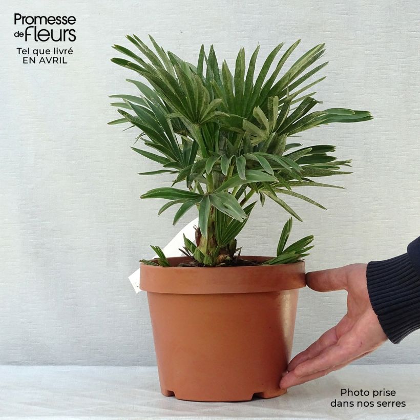 Example of Chamaerops humilis Compacta - Palmier nain Pot de 2L/3L as you get in printemps