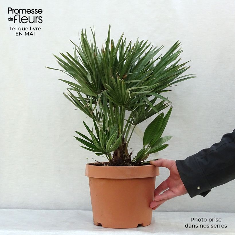 Example of Chamaerops humilis Compacta - Palmier nain Pot de 4L/5L as you get in printemps