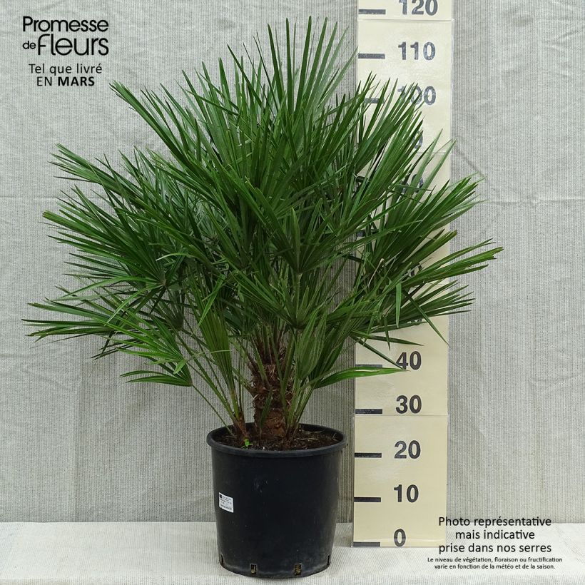 Spécimen de Chamaerops humilis - Palmier nain Pot de 12L/15L tel que livré au printemps
