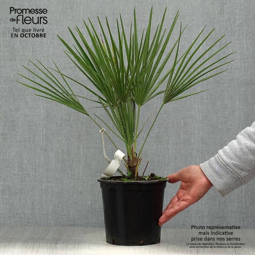 Spécimen de Chamaerops humilis - Palmier nain Pot de 2L/3L tel que livré en automne