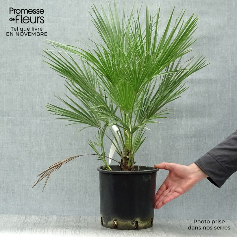 Spécimen de Chamaerops humilis - Palmier nain Pot de 6L/7L tel que livré en automne