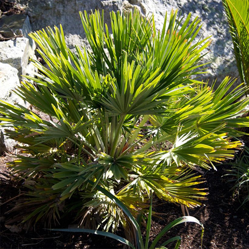 Chamaerops humilis Vulcano - Palmier nain (Plant habit)