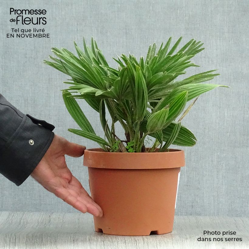 Spécimen de Chamaerops humilis Vulcano - Palmier nain Pot de 2L/3L tel que livré en automne