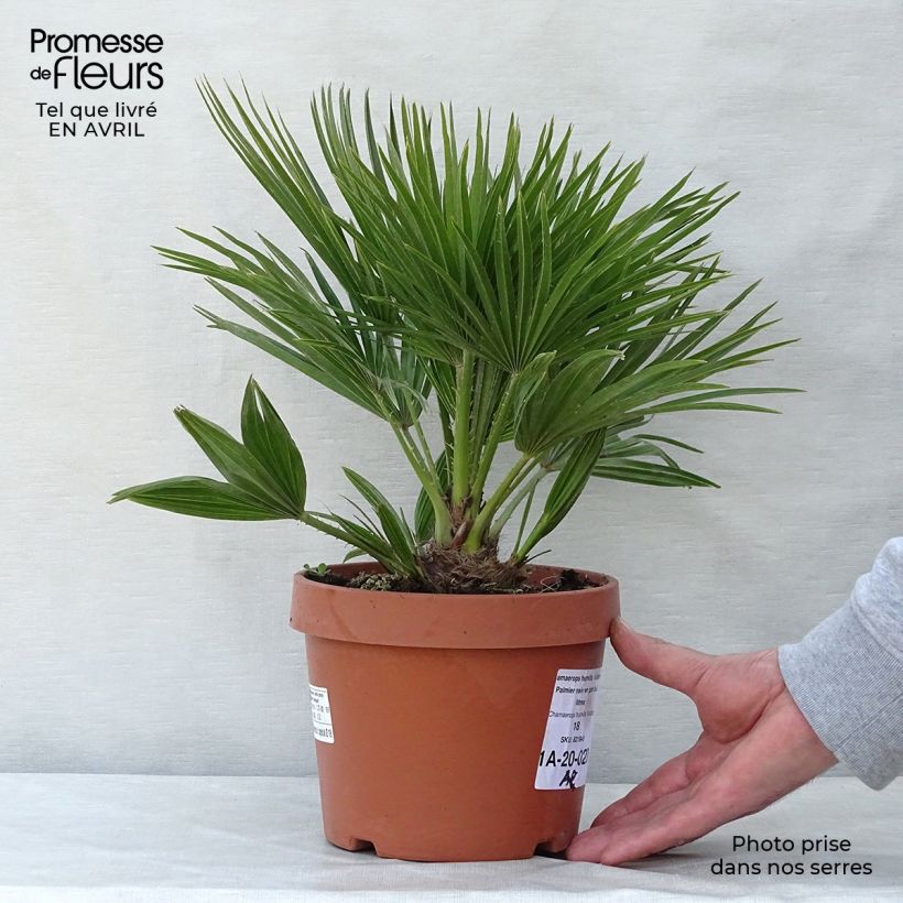 Example of Chamaerops humilis Vulcano - Palmier nain Pot de 2L/3L as you get in printemps