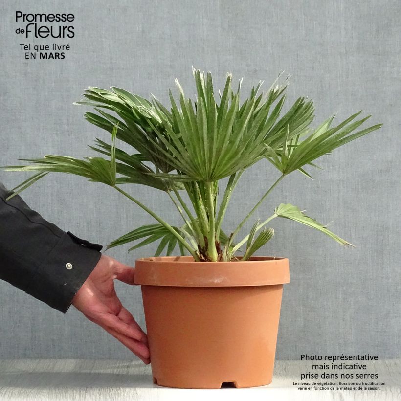 Example of Chamaerops humilis Vulcano - Palmier nain Pot de 4L/5L as you get in printemps