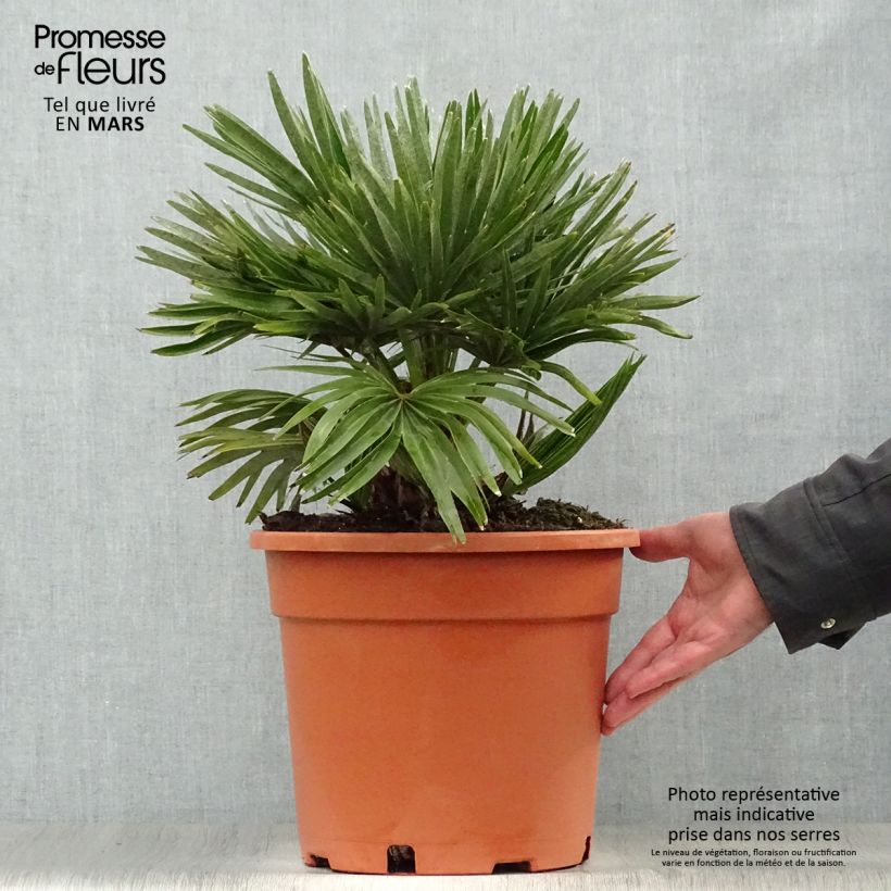 Example of Chamaerops humilis Vulcano - Palmier nain Pot de 6L/7L as you get in printemps