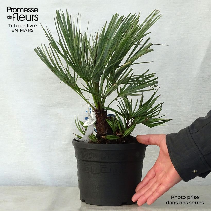 Example of Chamaerops humilis cerifera - Palmier nain bleuté Pot de 3L/4L as you get in printemps
