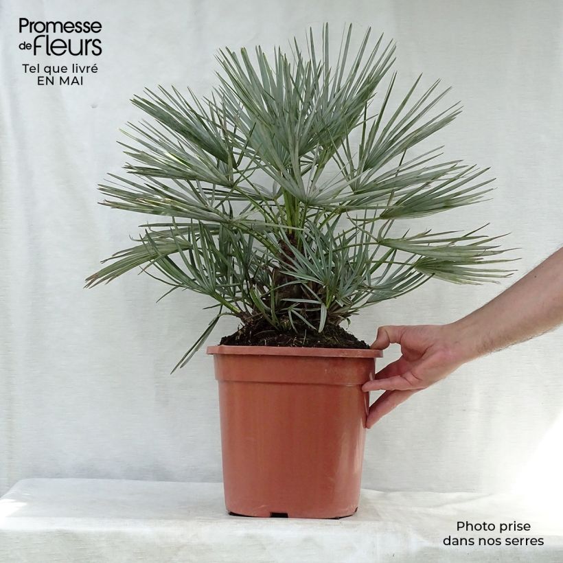 Example of Chamaerops humilis cerifera - Palmier nain bleuté Pot de 7,5L/10L as you get in printemps