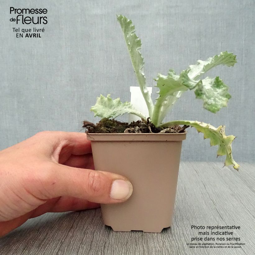 Example of Chardon aux ânes - Onopordum nervosum Godet de 8/9 cm as you get in printemps