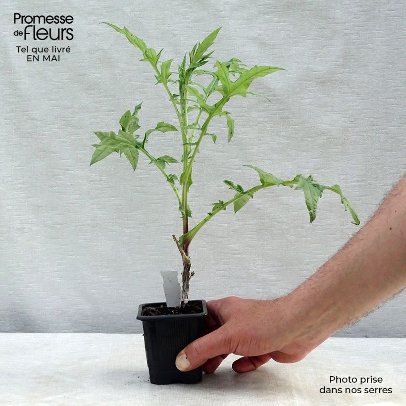 Example of Chardon boule - Echinops bannaticus Star Frost  Godet de 8/9 cm as you get in printemps