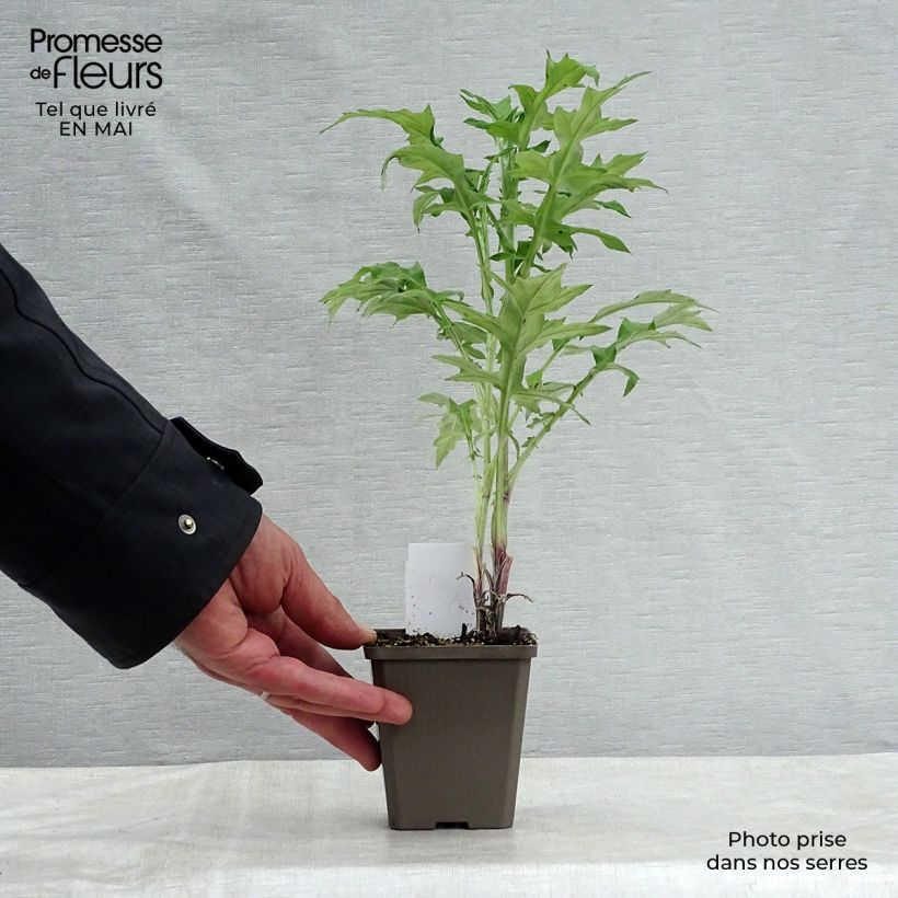 Spécimen de Chardon boule - Echinops ritro Godet de 7/8 cm tel que livré au printemps