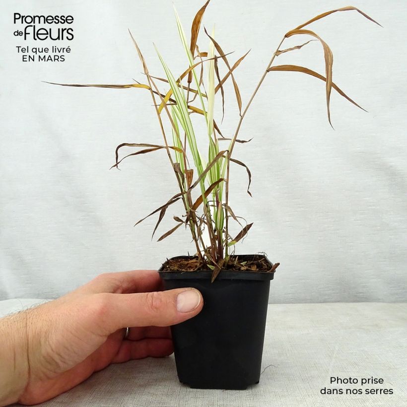 Example of Chasmanthium latifolium River Mist - Uniola latifolia Godet de 8/9 cm as you get in printemps