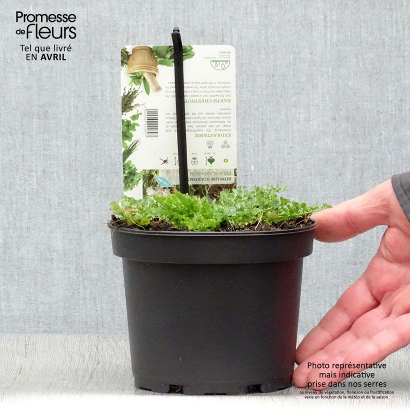 Spécimen de Chataigne de terre - Bunium bulbocastanum Pot de 1,5L/2L tel que livré au printemps