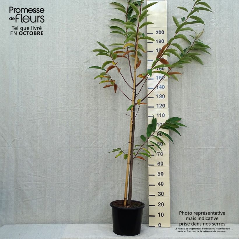 Spécimen de Châtaignier Marigoule - Castanea sativa Pot de 7,5L/10L, Baliveau tel que livré en automne