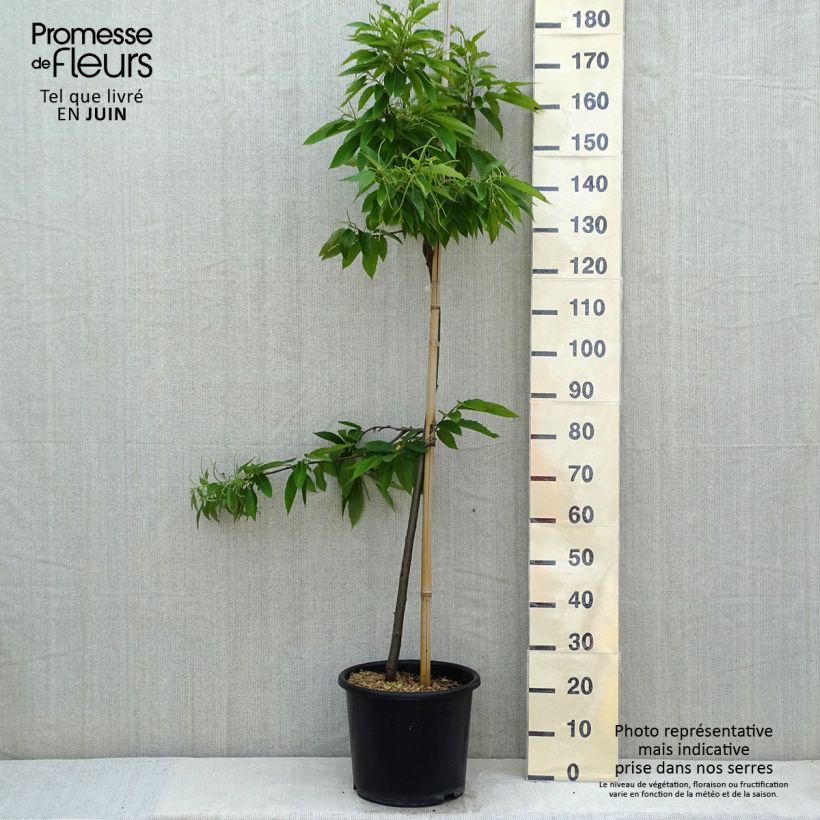 Example of Châtaignier Marigoule - Castanea sativa Pot de 7,5L/10L, Baliveau as you get in printemps