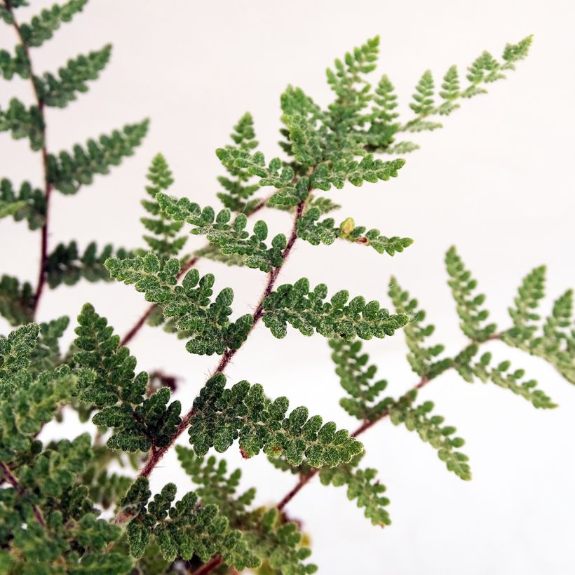 Cheilanthes lanosa - Fougère (Foliage)