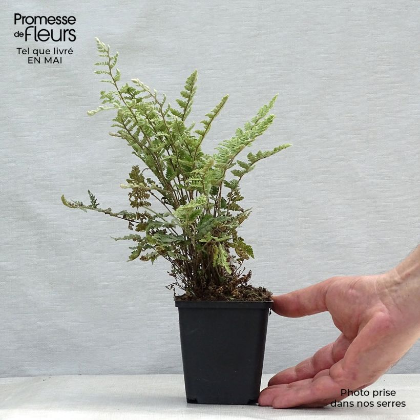 Example of Cheilanthes lanosa - Fougère Godet de 8/9 cm as you get in printemps