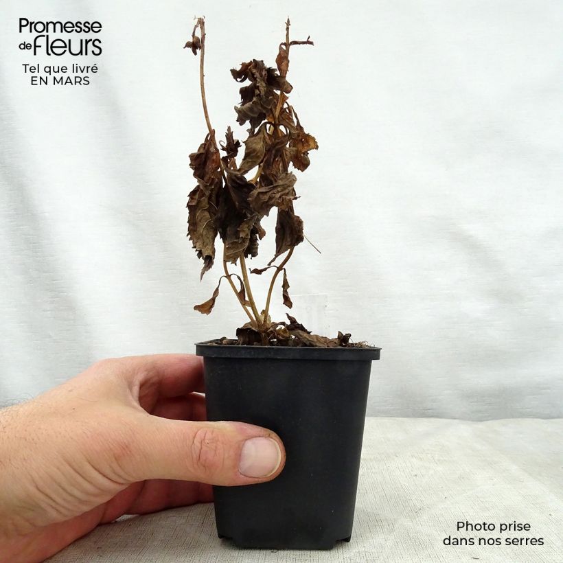 Spécimen de Chelone lyonii Hot Lips - Galane Godet de 8/9 cm tel que livré au printemps